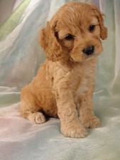 Male Cockapoo Puppy for Sale #17 Born July 5, 2011